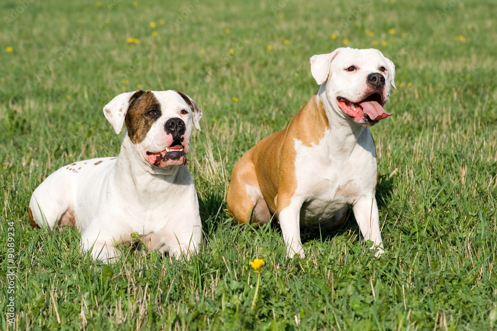 Two American bulldogs on the green grass