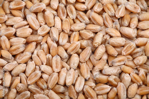grain of wheat