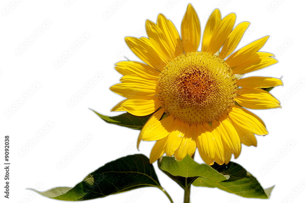 Fototapeta premium tournesol
