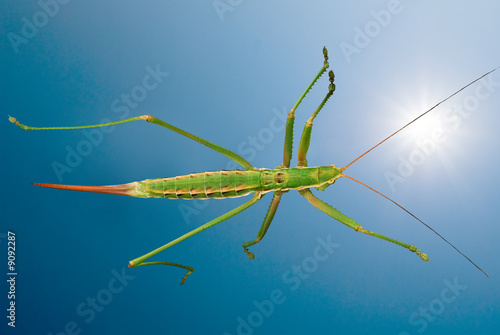 Wallpaper Mural large green grasshopper on a background bright sky Torontodigital.ca