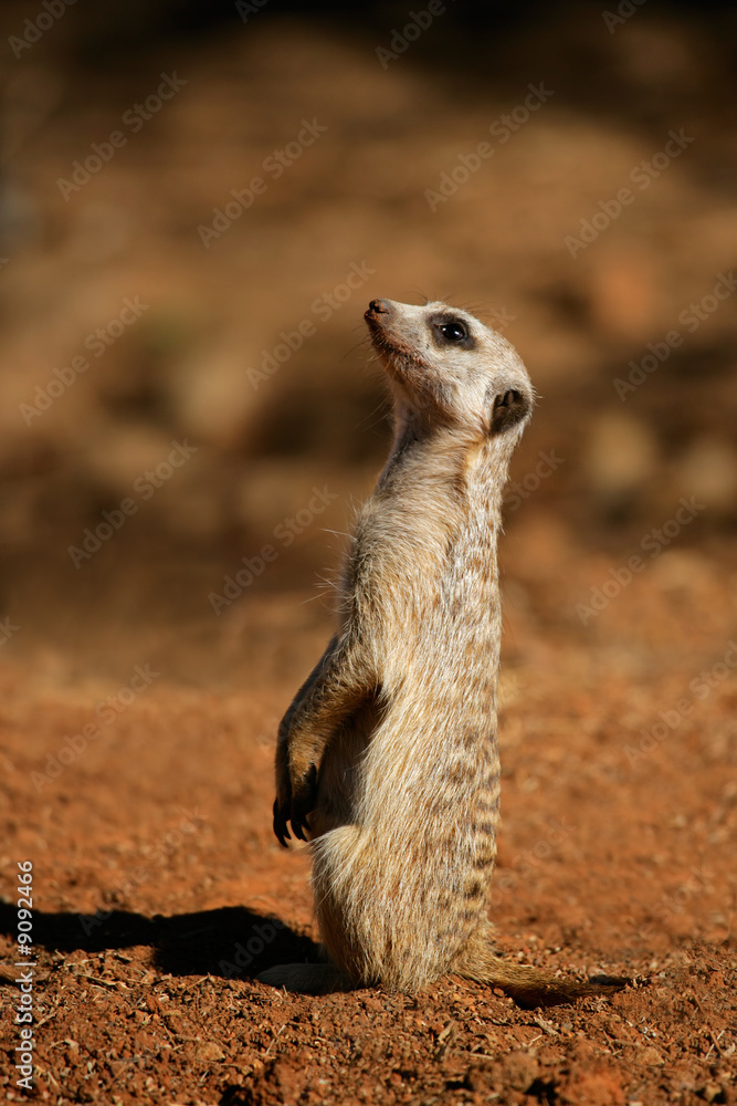 Fototapeta premium Alert meerkat (Suricata suricatta), South Africa