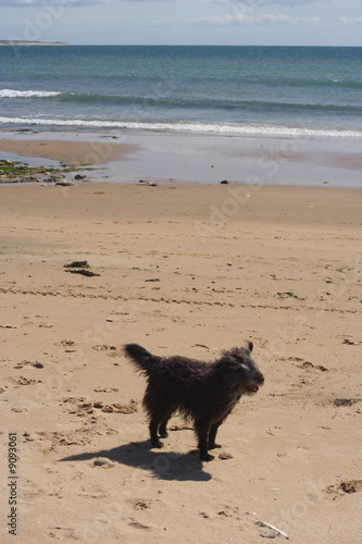 Un chien sur la plage