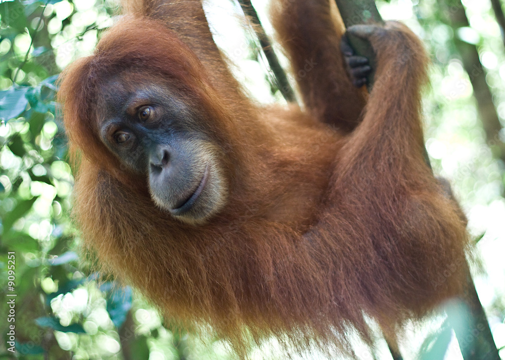 Obraz premium Sumatran Orangutan