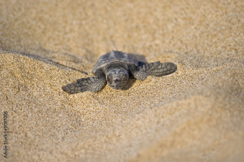 Cría de tortuga boba (Caretta caretta)