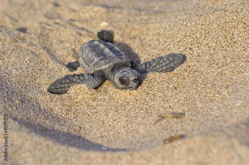 Cría de tortuga boba (Caretta caretta)