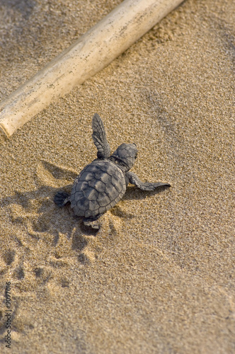 Cría de tortuga boba (Caretta caretta)