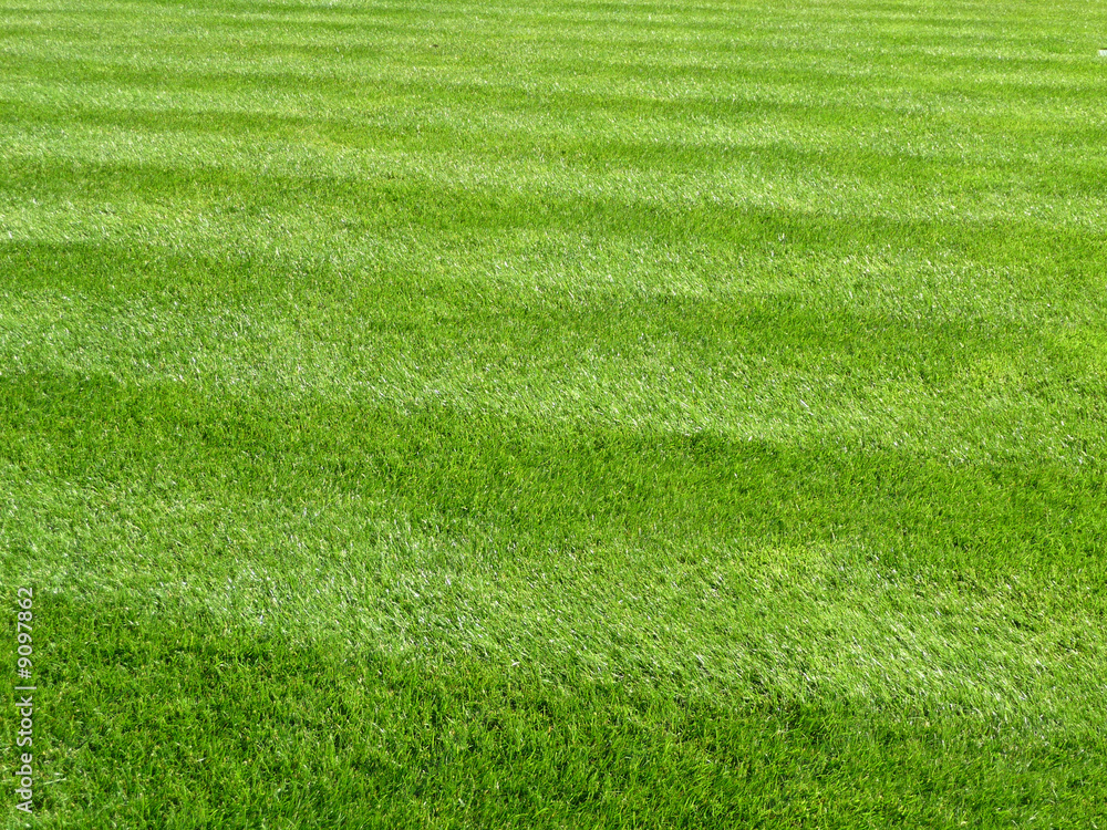 Obraz premium Green Grass Background 5