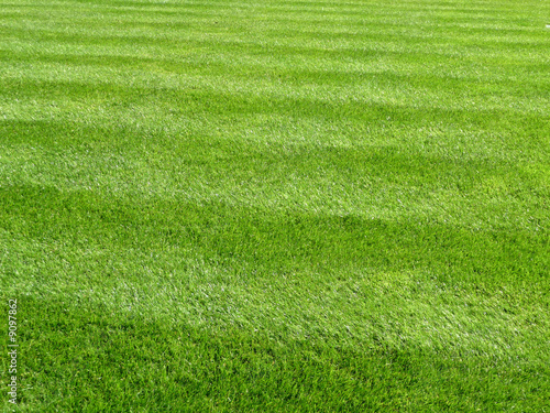 Green Grass Background 5
