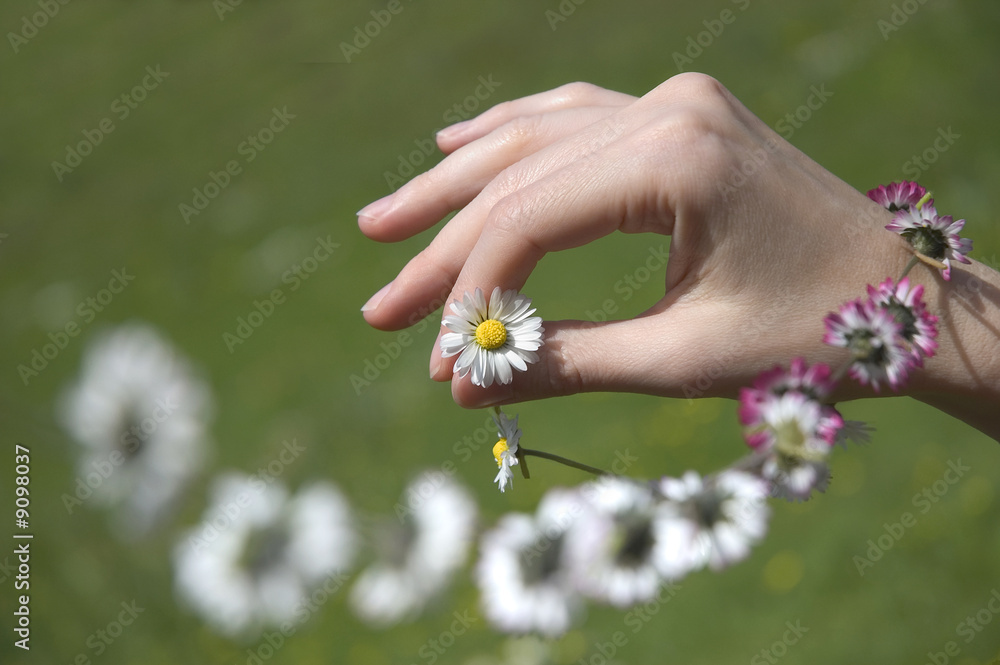 female hand holding the end of a daisy chain female hand holding the end of a daisy chain