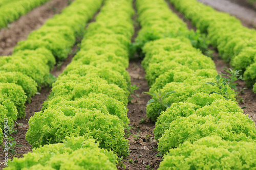 Agriculture