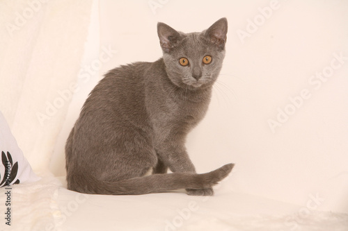 Jeune chat sur un canapé blanc