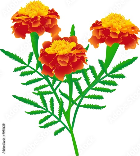 Flower of yellow-red marigolds  (rasterize from vector)