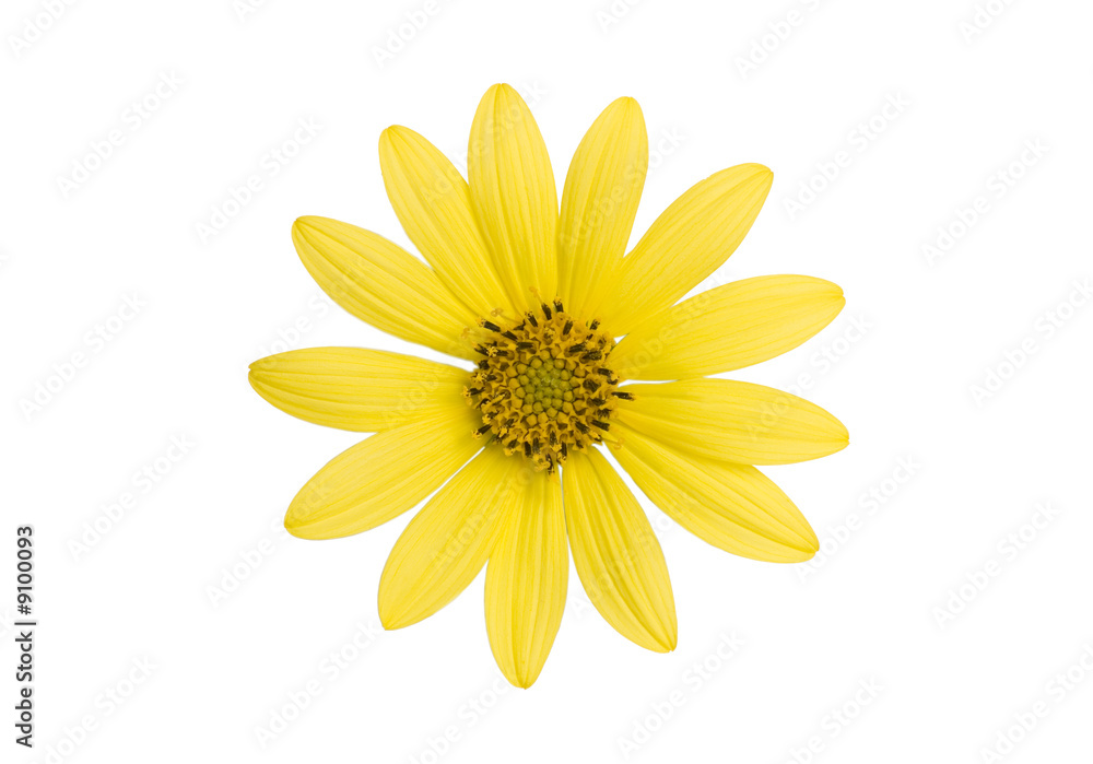 Simple yellow flower isolated on white background Simple yellow flower isolated on white background