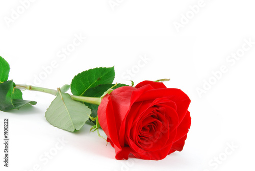 Fototapeta Naklejka Na Ścianę i Meble -  Beautiful red rose on the white background