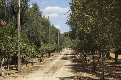 Gallipoli photo