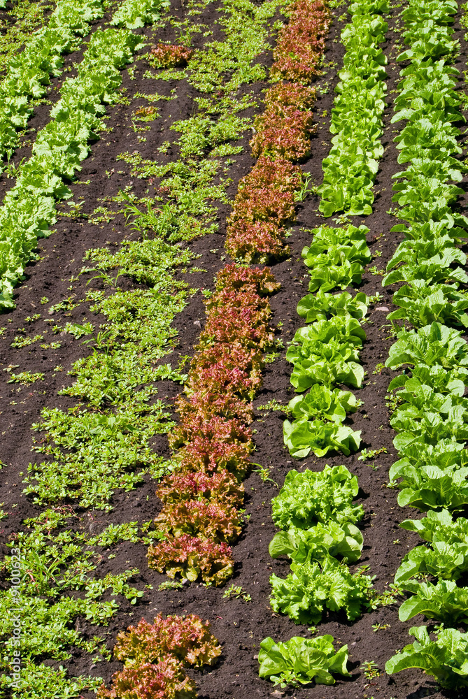 Rows of Lettuce