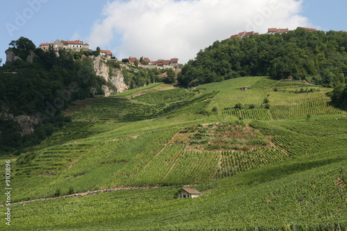 Vigne à Château Chalon