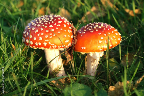 Two red, toxic, toadstools close together