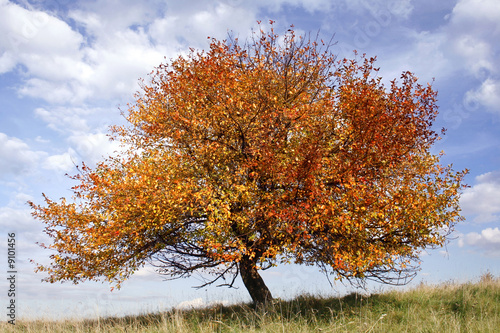 autumn apple-tree on background of blue sky photo