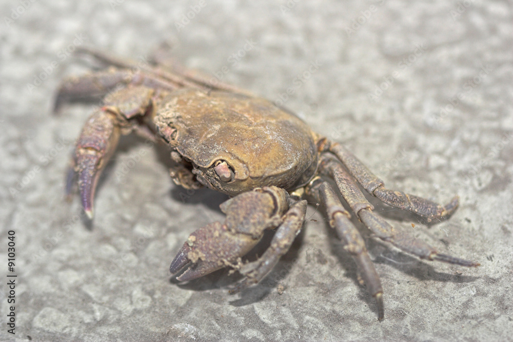 little shellfish crab close up