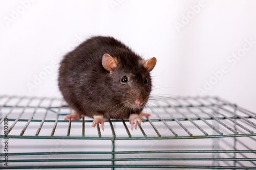 Black domestic rat on a cage close up
