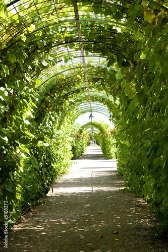 Pathway in garden grapes growing along gardened in arched shape