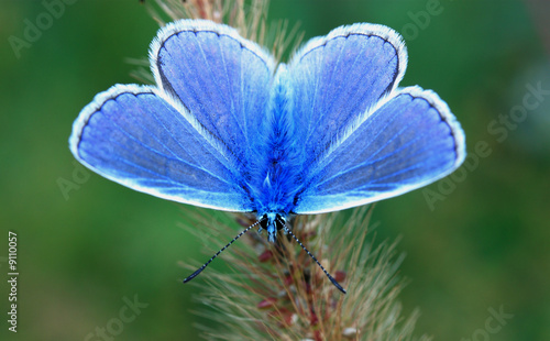 Blue butterfly sitting on the grass
