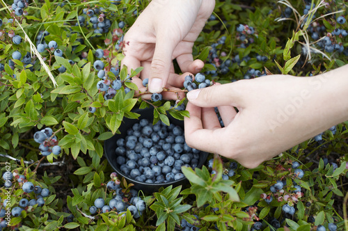 womans hands picking blue berries with a bowl