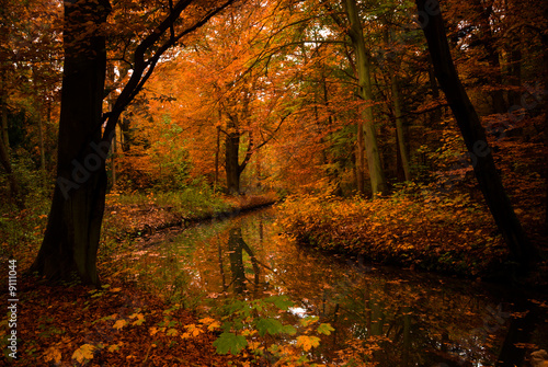 autumn colors in the forest