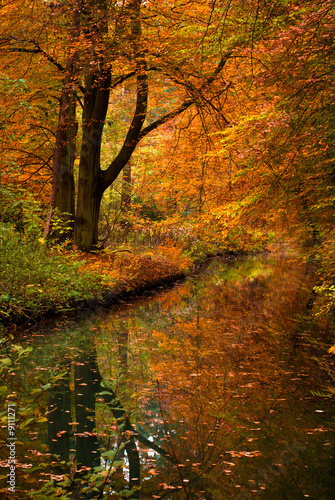 Fototapeta Naklejka Na Ścianę i Meble -  autumn colors in the forest