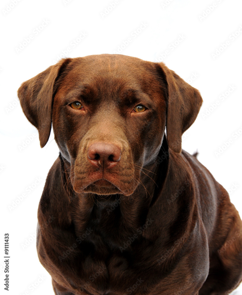 chocolate labrador