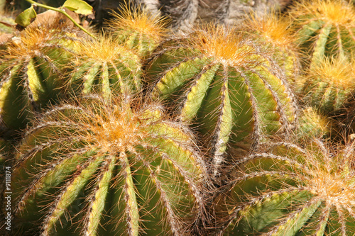 Closeup of small golden barrel cacti.