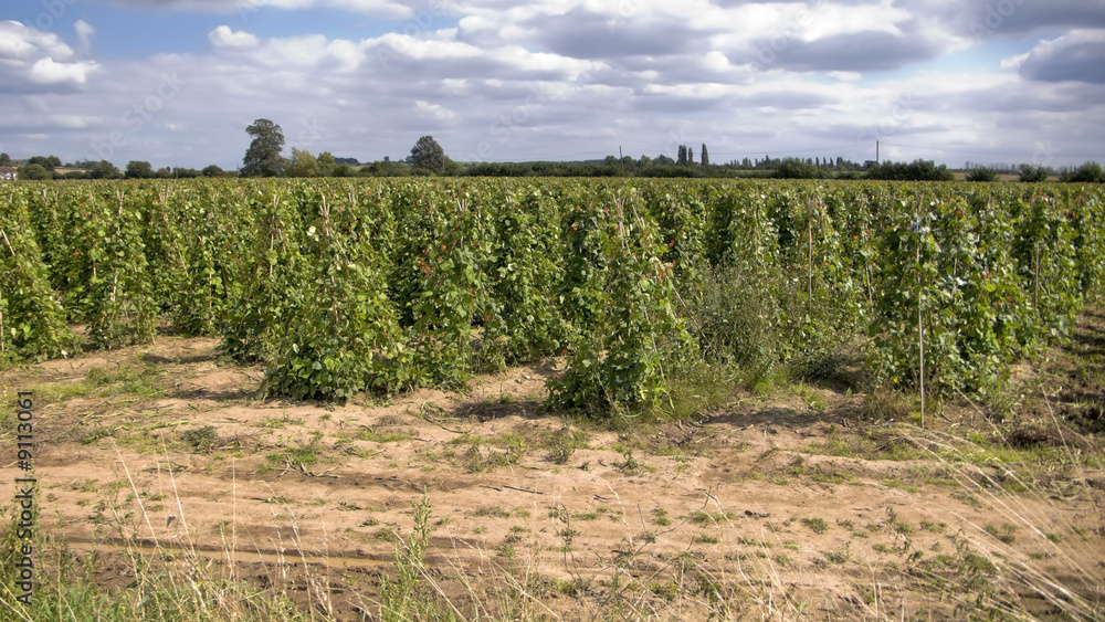 Fototapeta premium green kidney beans growing in a field