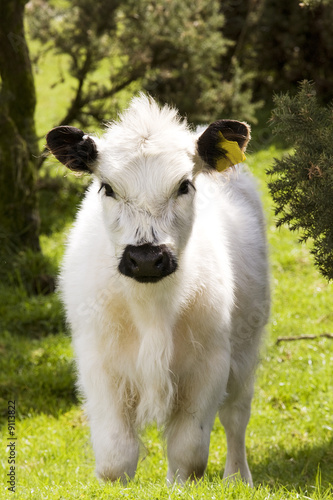 young calf looking at the camera with interest