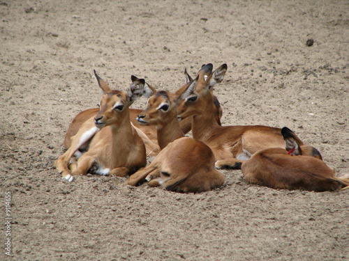 impalas
