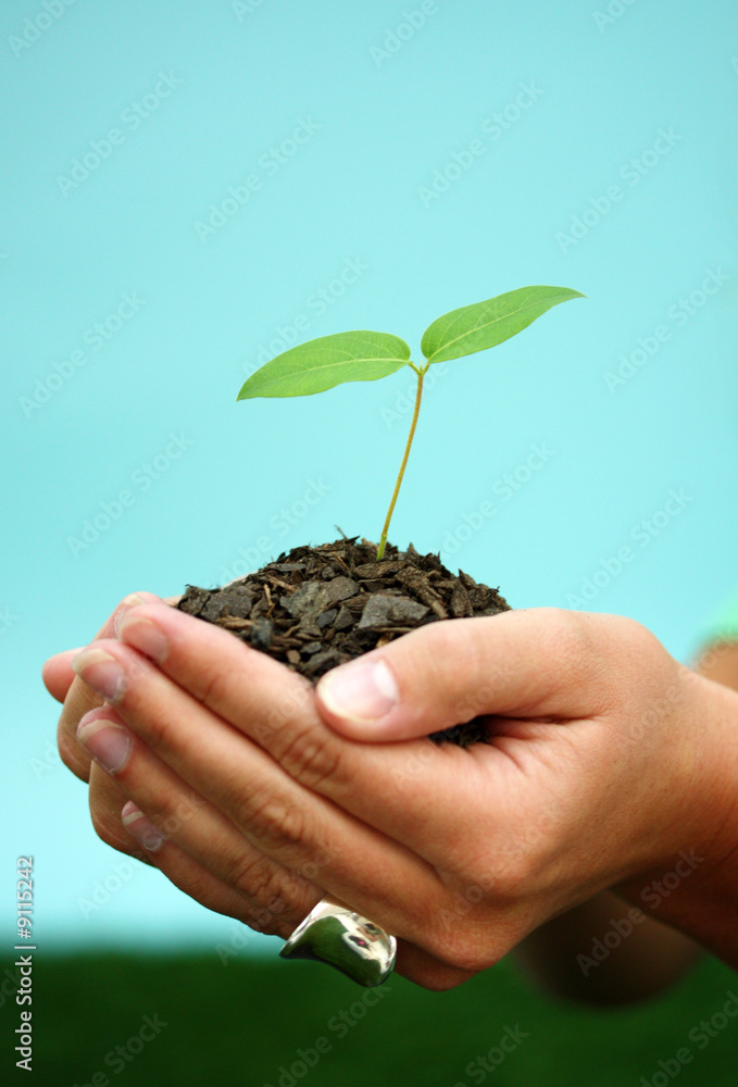 Woman Holding A New Plant In Dirt Woman Holding A New Plant In Dirt