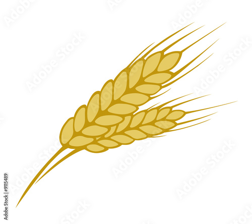Wheat on white background