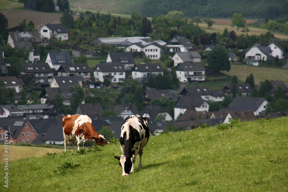 Kühe im Sauerland Kühe im Sauerland