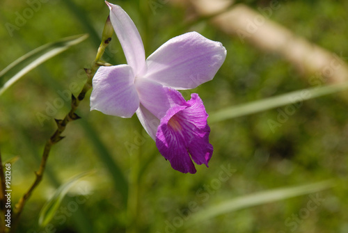 arundina graminifolia photo