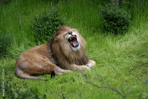 Lions Roar