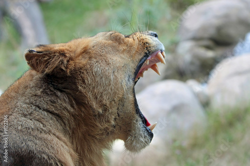 Lioness showing teeth