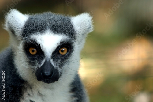 Lemur