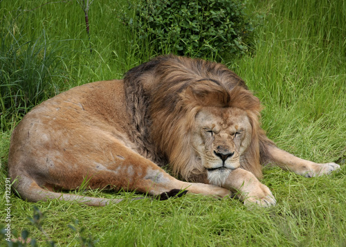 Lazy Lion