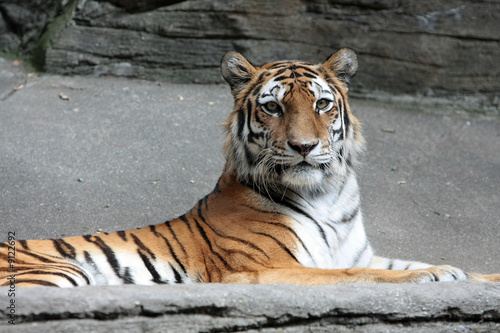 Amur Tiger