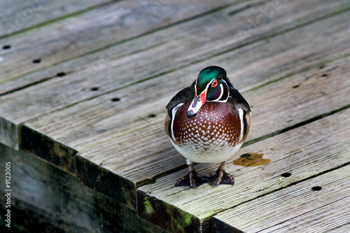 Wood Duck on dock