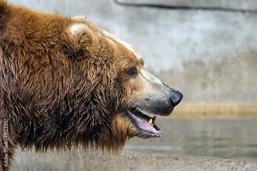 Brown Bear Head