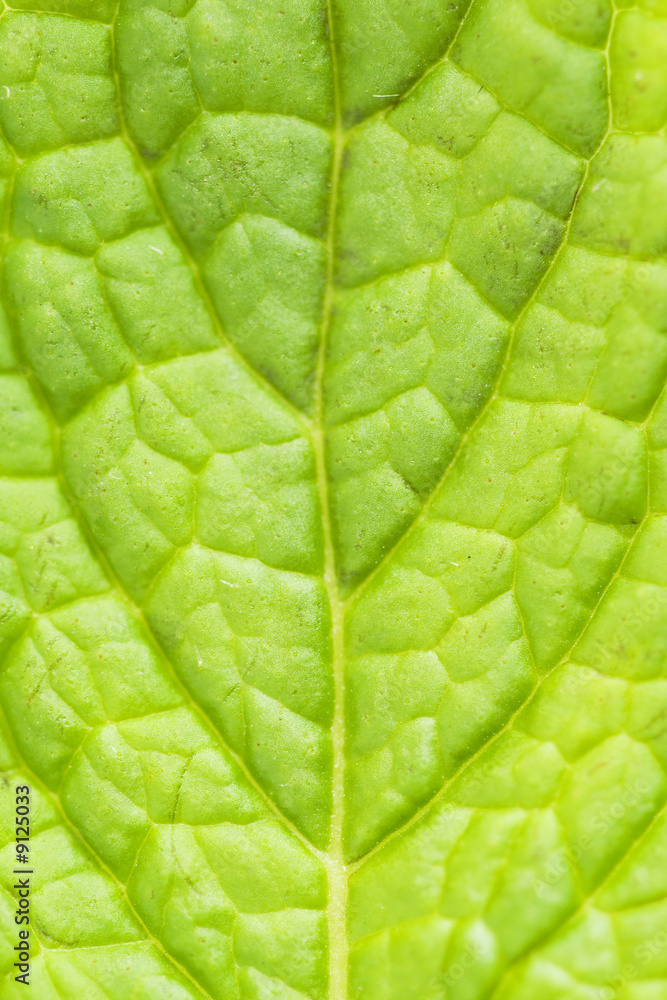 abstract of a fresh green mint leaf abstract of a fresh green mint leaf