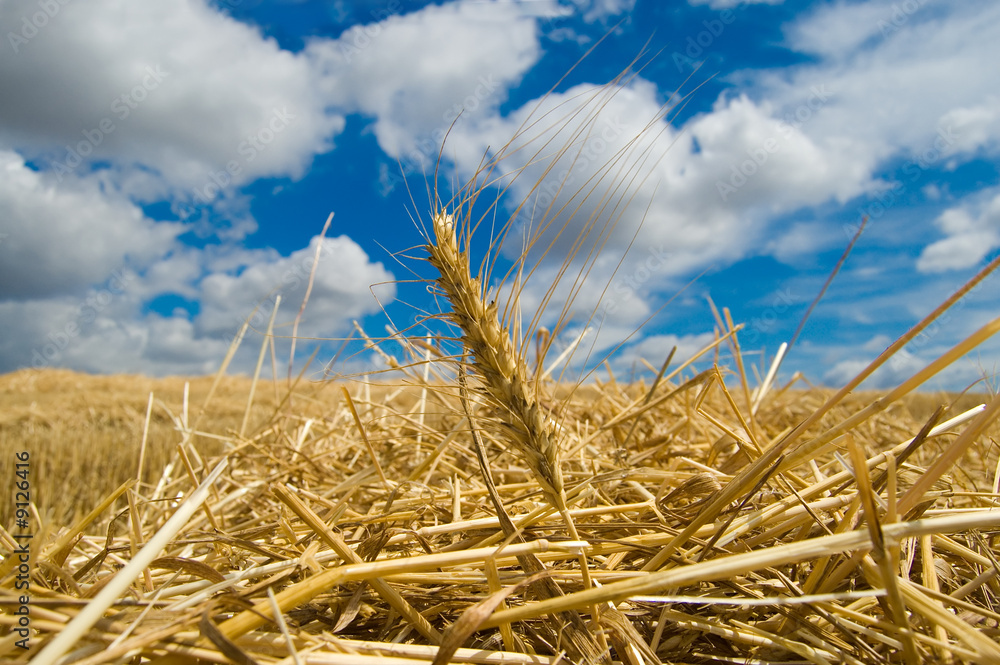 Fototapeta premium ear of wheat with dark blue sky on a background
