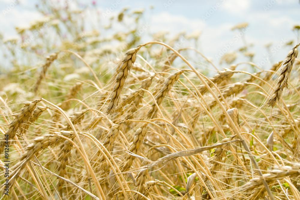 field of ripe wheat gold color south Ukraine field of ripe wheat gold color south Ukraine