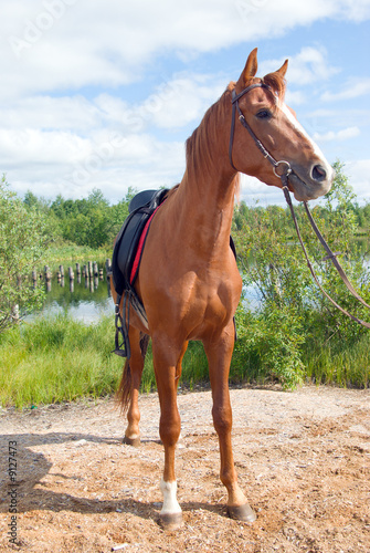 racehorse outdoor.Stallion on the nature